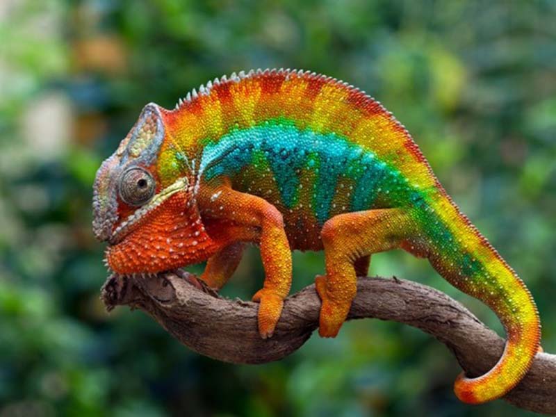 A colorful chameleon is sitting on a branch, showcasing its ability to blend seamlessly into its surroundings.